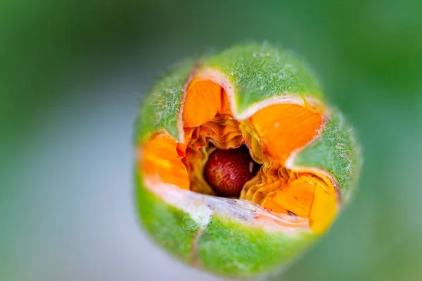 Een Onbloeide Zonnebloem Tuin Met Een Wazige Achtergrond — Stockfoto