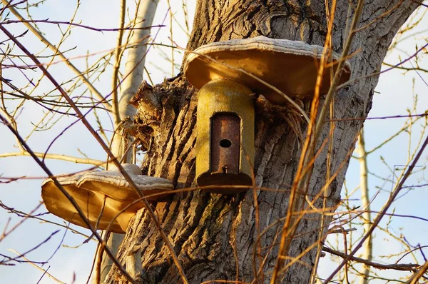 Fruiting Body Tinder Sponge Grows Nest Box Poplar Tree Sunny — Stock Photo, Image