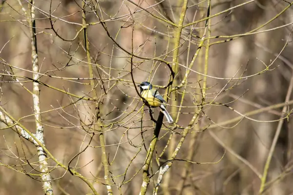 Selective Great Tit Parus Major Tree — Fotografia de Stock