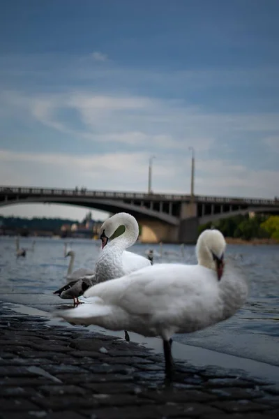 Nehir Kenarındaki Beyaz Zarif Kuğular — Stok fotoğraf