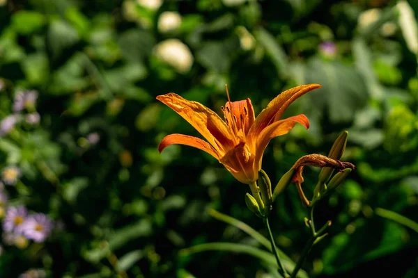 Zbliżenie Ujęcie Daylily Kwiat Ogrodzie — Zdjęcie stockowe