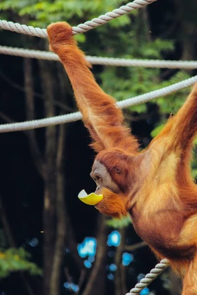 Vertical Shot Orangutan Food Its Mouth Hanging Rope — Stock Photo, Image