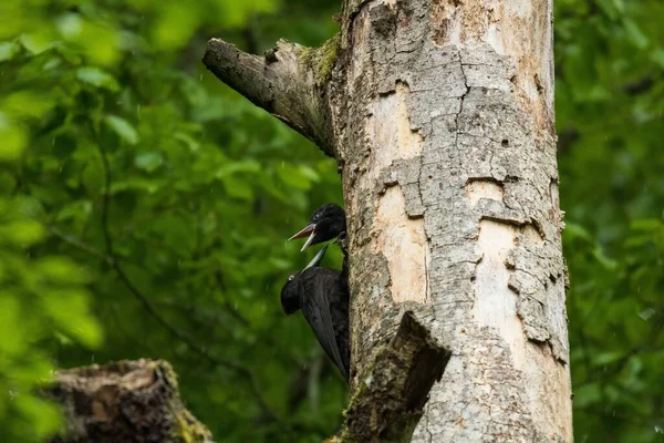 昼間は森の中の木の幹にヒヨコが倒れている黒いキツツキ — ストック写真