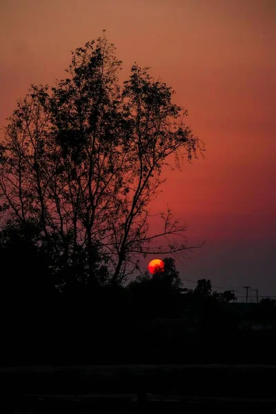 前景に木々が茂る空の鮮やかな夕日の劇的なシーン 垂直ショット — ストック写真