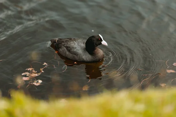 Eine Hochwinkelaufnahme Eines Blässhühnchens Das Einem See Schwimmt — Stockfoto