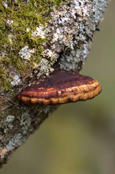 木の幹に茶色いキノコの垂直クローズアップショット — ストック写真