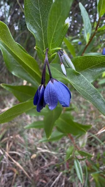 Ένα Επιλεκτικό Πλάνο Εστίασης Του Bluebell Creeper Sollya Heterophylla — Φωτογραφία Αρχείου