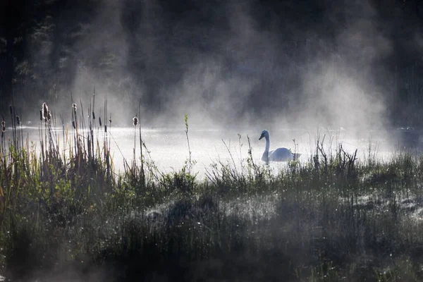 Лебедь Плавает Туманном Пруду Орегоне Сша — стоковое фото