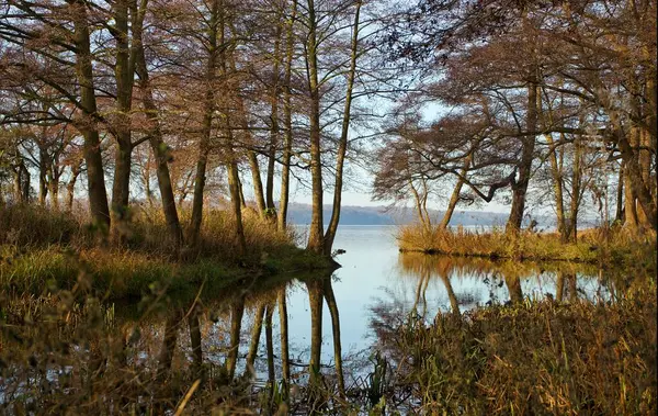 Uma Bela Vista Das Árvores Refletida Água — Fotografia de Stock