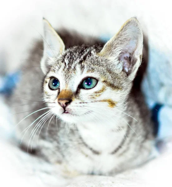 Closeup Cute Cat — Stock Photo, Image