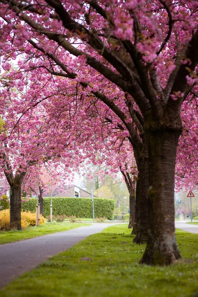 Sacura Árvores Florescentes Belas Árvores Rosa — Fotografia de Stock