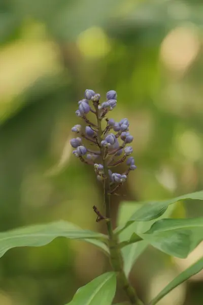 Tiro Vertical Uma Flor Roxa Com Folhas Grandes — Fotografia de Stock