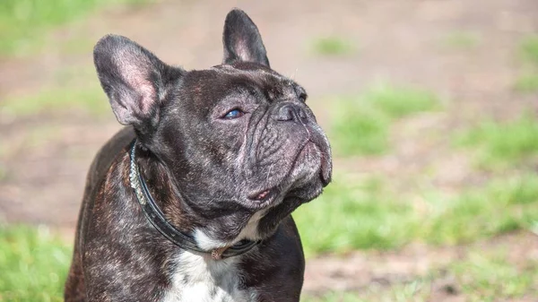 Güneşe Bakan Bir Fransız Bulldog Unun Yakın Plan Portresi — Stok fotoğraf