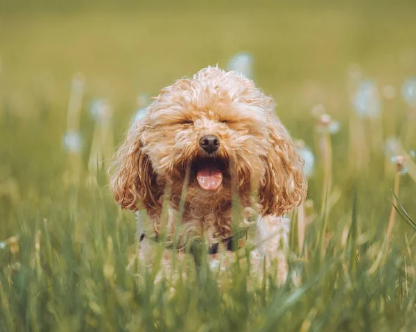 Seletivo Filhote Cachorro Poodle Brinquedo Grama Verde — Fotografia de Stock