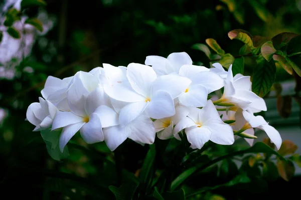 Μια Κοντινή Φωτογραφία Λουλούδια Από Την Πλουμερία Πουντίκα Στον Κήπο — Φωτογραφία Αρχείου