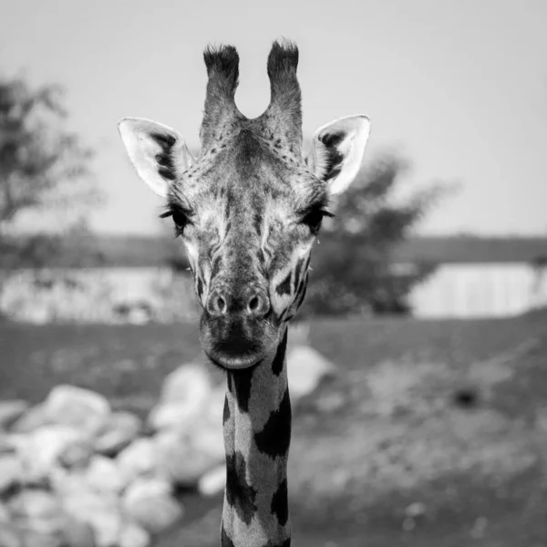 Грязная Голова Жирафа Смотрящая Камеру — стоковое фото