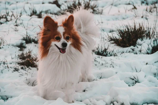 Perro Perrera Papillon Ruso Pie Sobre Nieve —  Fotos de Stock