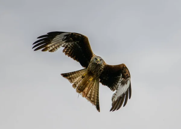 Tiefflug Eines Majestätischen Falken Flug — Stockfoto