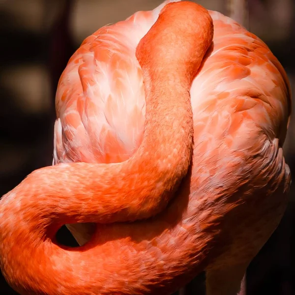 Eine Vertikale Nahaufnahme Eines Schlafenden Amerikanischen Flamingos Phenicopterus Ruber — Stockfoto