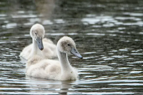 Close Dois Cisnes Mudos Nadando Água Luz Dia — Fotografia de Stock