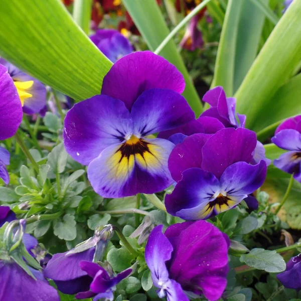 緑の葉の背景に紫と黄色のパンジーの花の束に閉鎖 — ストック写真