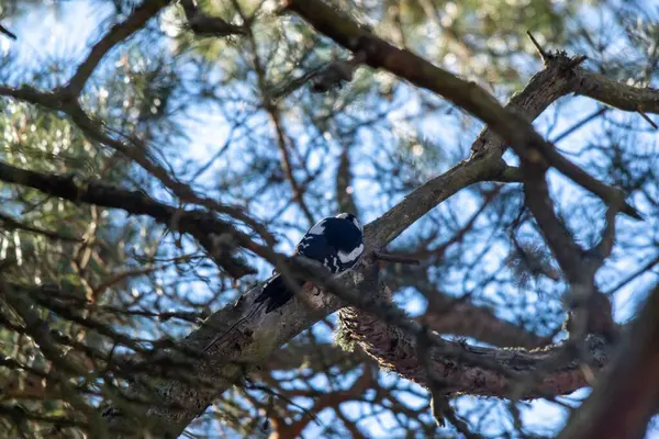 Selective Great Spotted Woodpecker Dendrocopos Major Tree — Stockfoto