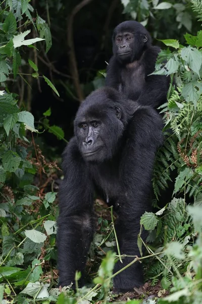 Disparo Vertical Una Madre Gorila Con Bebé Espalda Bosque — Foto de Stock