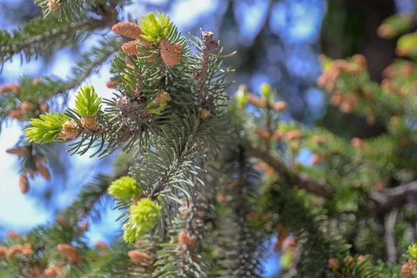 Gros Plan Bel Arbre Sur Fond Flou — Photo