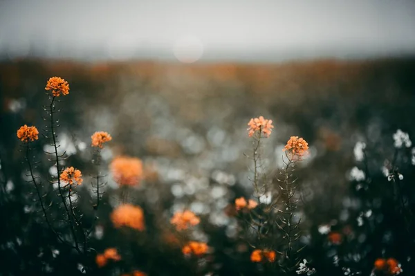 Gul Fält Blommor Med Suddig Vegetation Vid Horisonten — Stockfoto