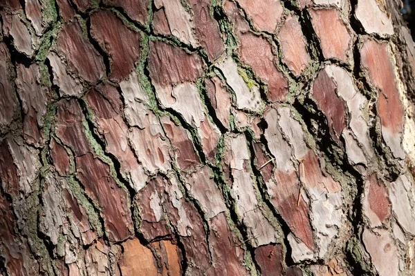 森の松の木の幹の質感 オークの古木の樹皮の質感を閉じます — ストック写真