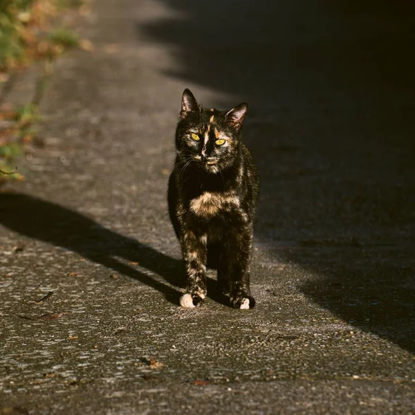 一只黑街猫 明亮的斑点直视着摄像机 — 图库照片