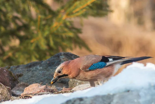 Glandário Eurasiano Jay Garrulus Com Comida Bico — Fotografia de Stock