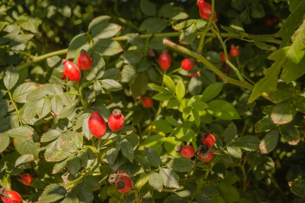 Zbliżenie Dojrzałego Czerwonego Psa Róża Biodro Jagody Zielonym Dzikim Dojrzałym — Zdjęcie stockowe