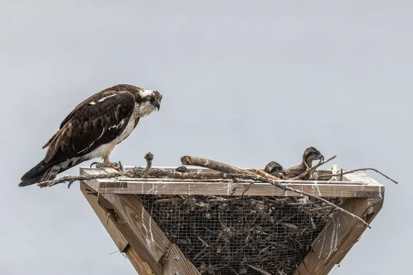 青い空を背景に巣の中で若い人たちを見ている母親の餌食 — ストック写真