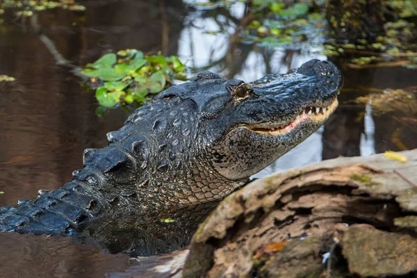 Närbild Alligator Som Kommer Upp Vattnet — Stockfoto