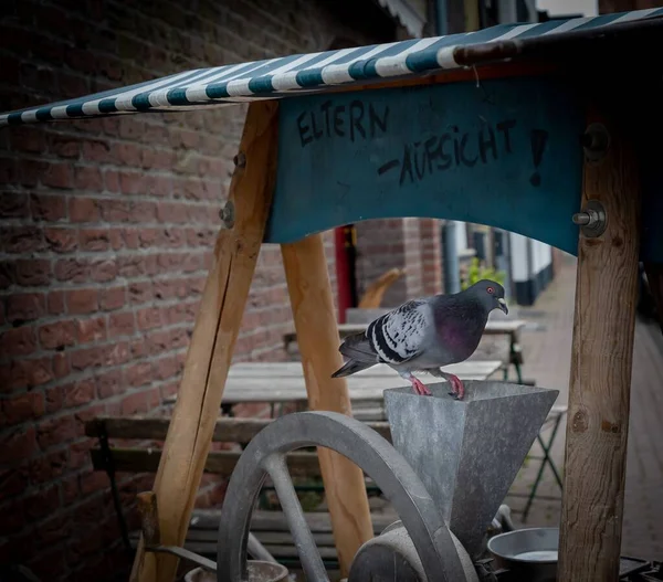 Eine Schöne Taube Auf Einer Eisenoberfläche Gegen Eine Ziegelmauer — Stockfoto