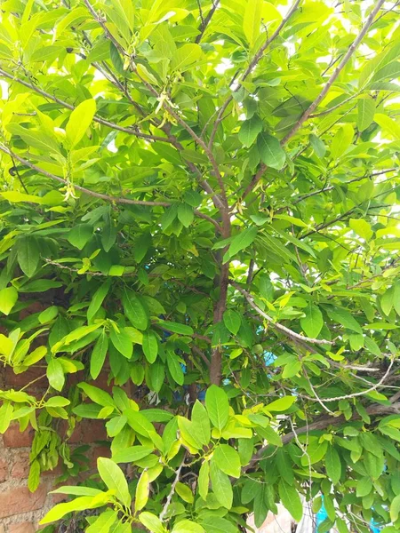Sebuah Pohon Sitaphal India Dengan Latar Belakang Kabur — Stok Foto