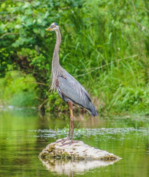 Vertical Shot Gray Heron Standing Alone Stone Middle River — Stock Photo, Image
