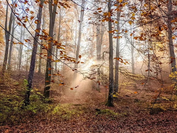 Eine Schöne Landschaft Eines Waldes Mit Hohen Holzbäumen Herbst Blekinge — Stockfoto