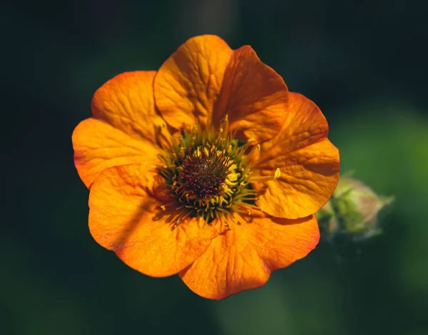 Közelkép Egy Fényes Narancssárga Geum Virágról — Stock Fotó