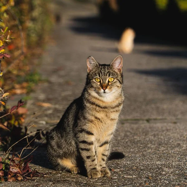 Çizgili Bir Kedi Sokakta Oturuyor Kameraya Bakıyor — Stok fotoğraf