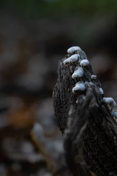 Eine Vertikale Nahaufnahme Eines Friedens Aus Holz Mit Baumpilz Mit — Stockfoto