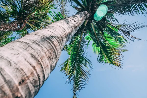 Eine Flache Aufnahme Einer Palme — Stockfoto