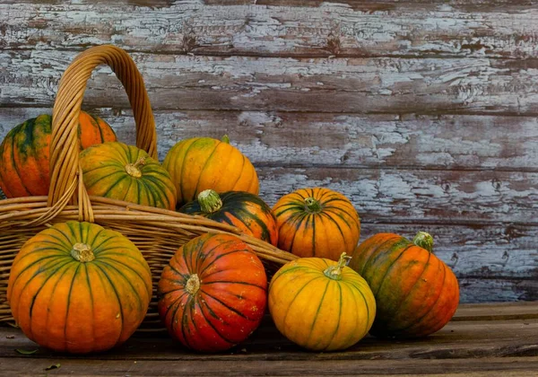 秋に熟したカボチャの収穫とバスケット — ストック写真