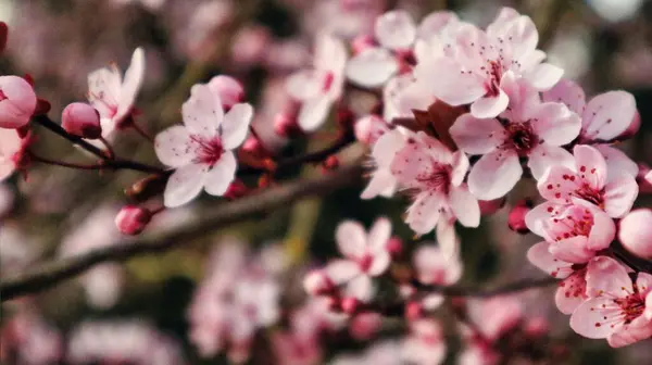 나무에 분홍빛 벚꽃의 꽃봉오리 — 스톡 사진