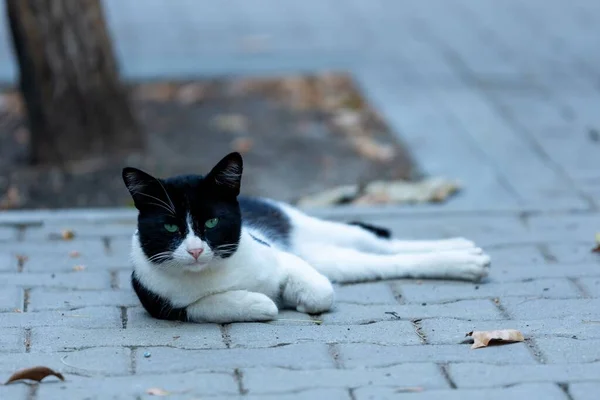 Gatos Rua Ambiente Urbano — Fotografia de Stock