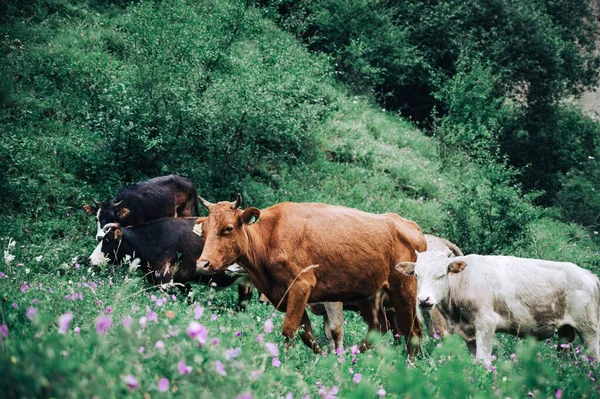 Ένα Κοπάδι Αγελάδες Βόσκουν Στο Λιβάδι Πράσινους Θάμνους Στον Ορίζοντα — Φωτογραφία Αρχείου