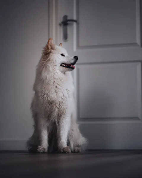 Tiro Vertical Adorável Cão Samoyed — Fotografia de Stock