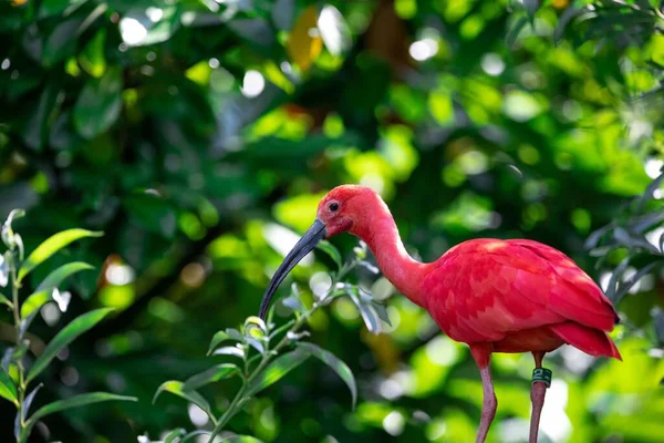 Detailní Záběr Krásné Šarlatové Ibis Větev Zelení Pozadí — Stock fotografie