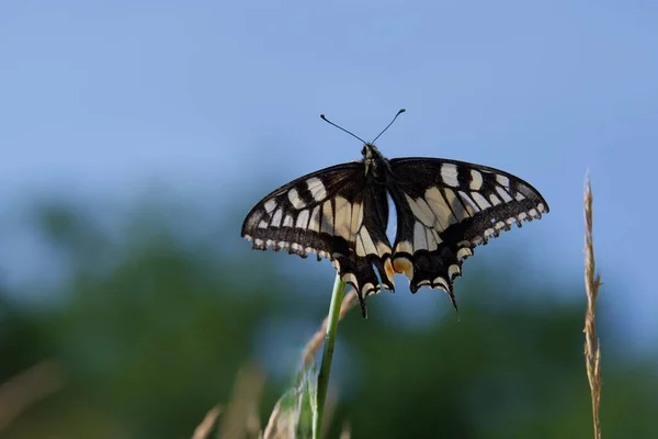 Una Mariposa Mahaon Blanco Negro Una Planta — Foto de Stock